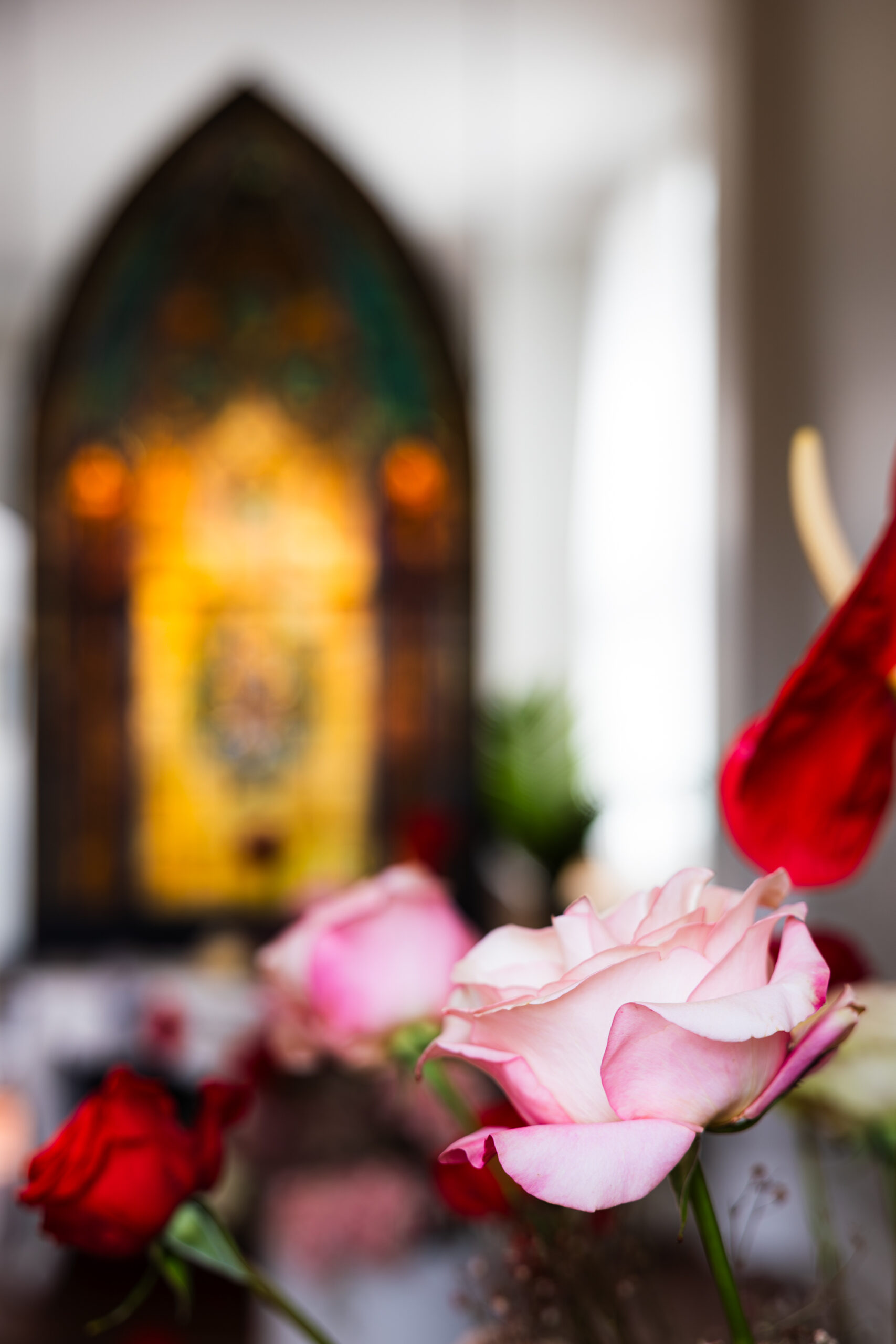 Roses pour la Journée Internationale des droits de femmes