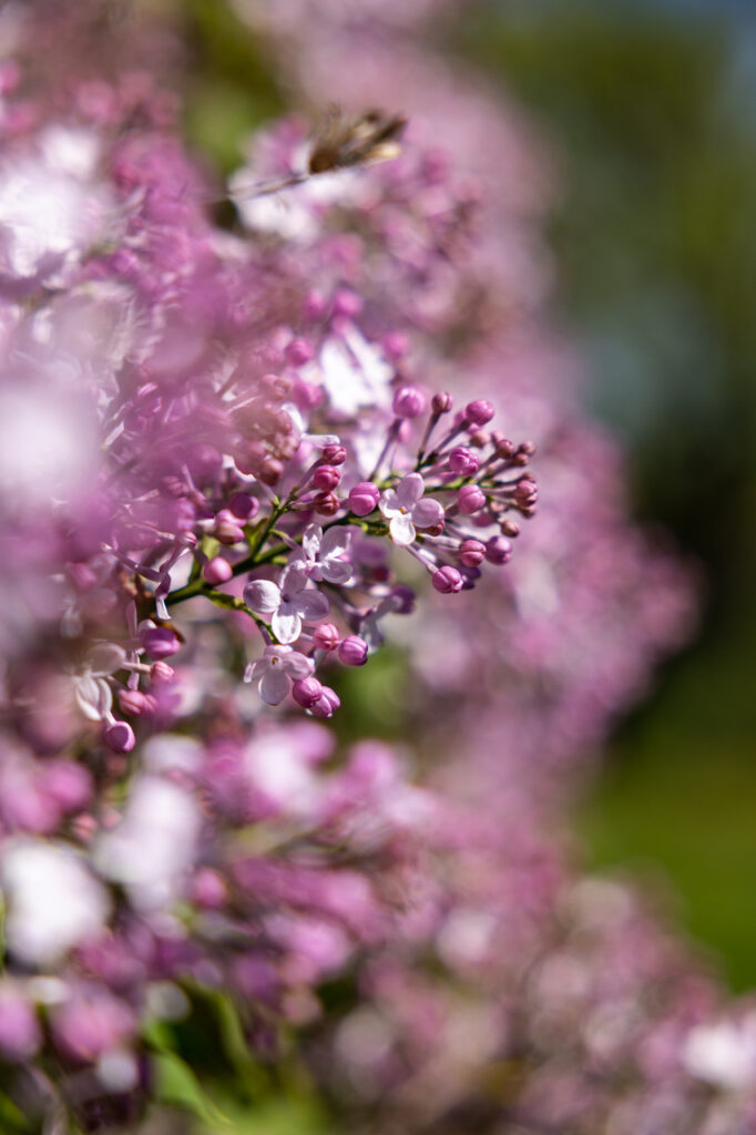 Lilas au printemps