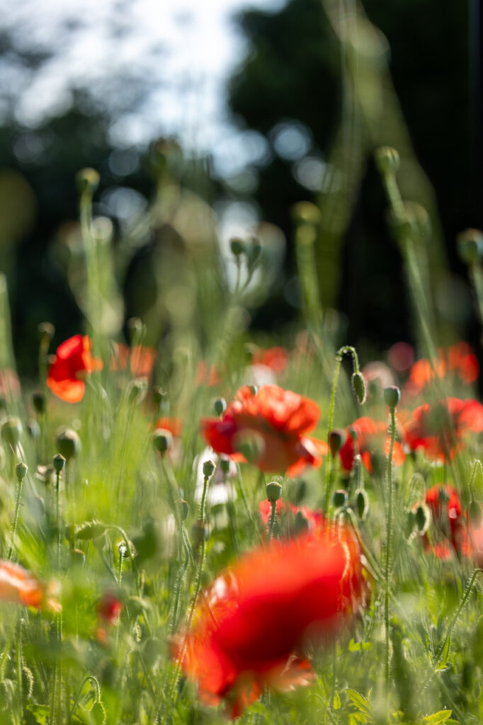 Coquelicots